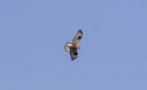 Rough-legged Hawk (Buteo lagopus) — photo 2 of 4
