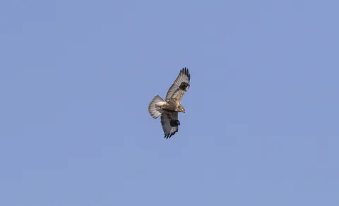 Rough-legged Hawk