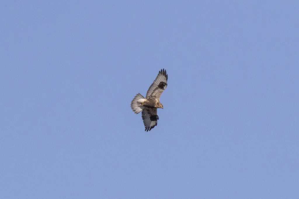 Rough-legged Hawk