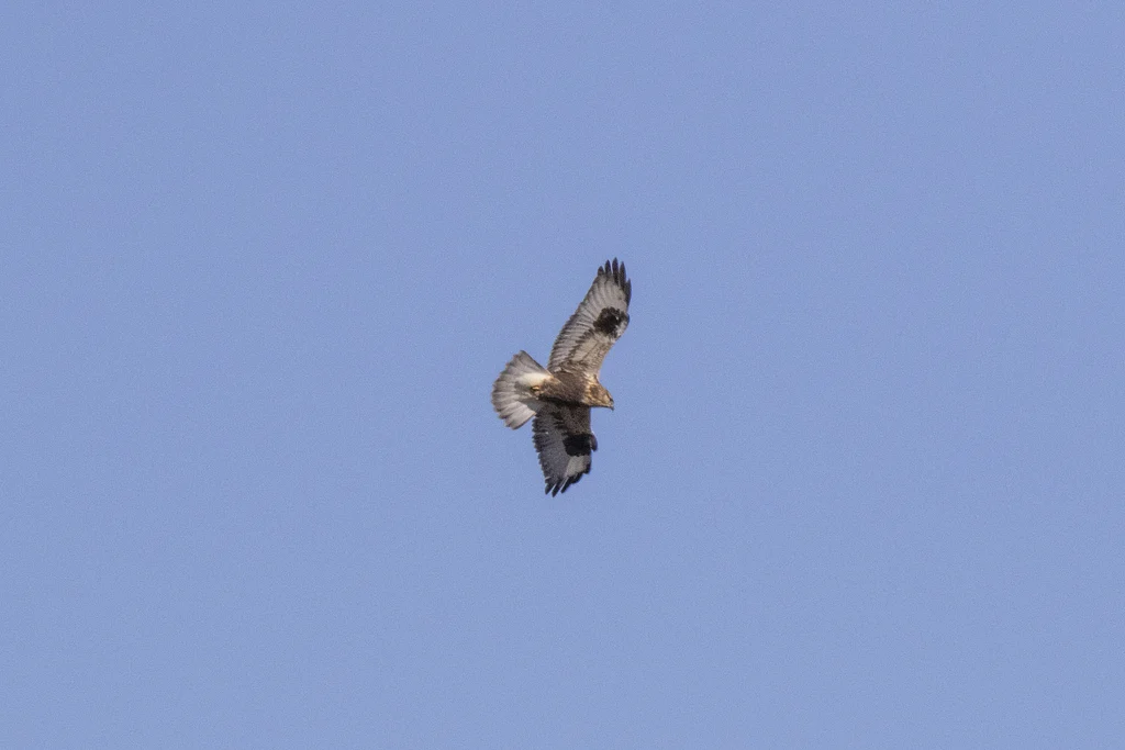 Rough-legged Hawk