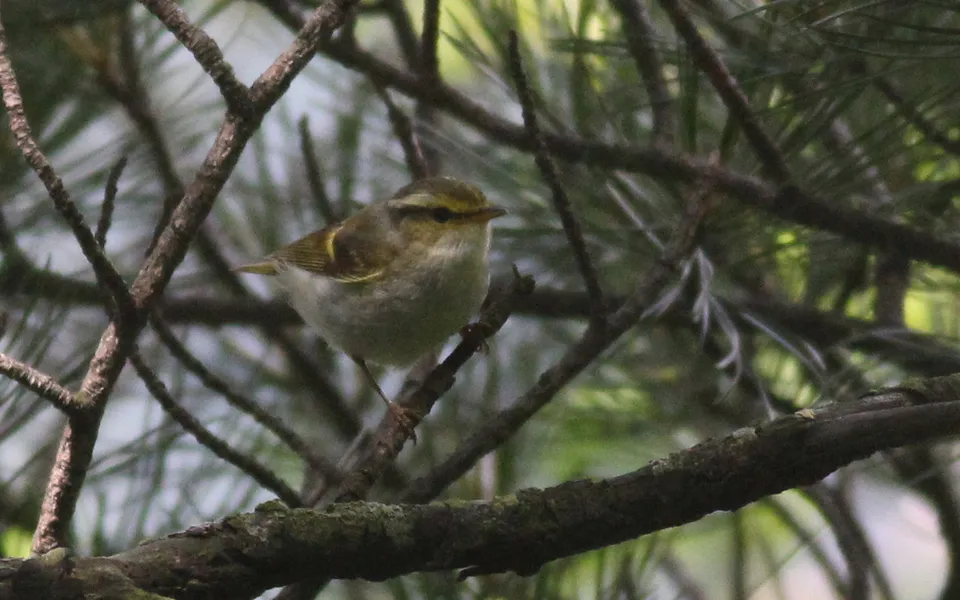 Pallas's Leaf Warbler (Phylloscopus proregulus) — photo 2 of 5