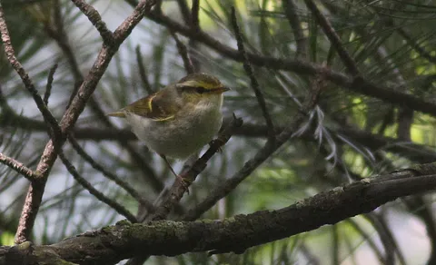 Pallas's Leaf Warbler (Phylloscopus proregulus) — photo 2 of 5
