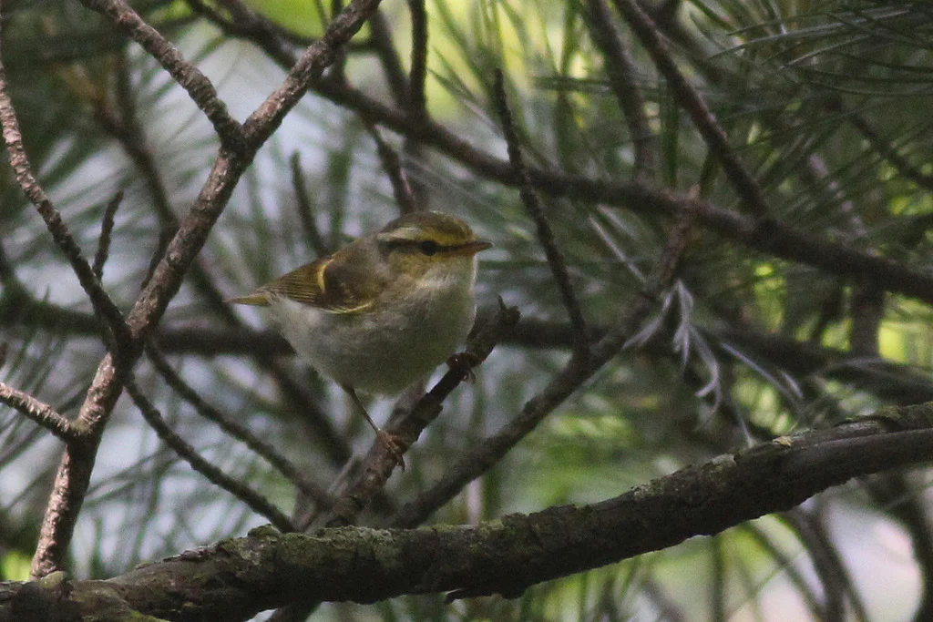 Pallas's Leaf Warbler (Phylloscopus proregulus) — photo 2 of 5