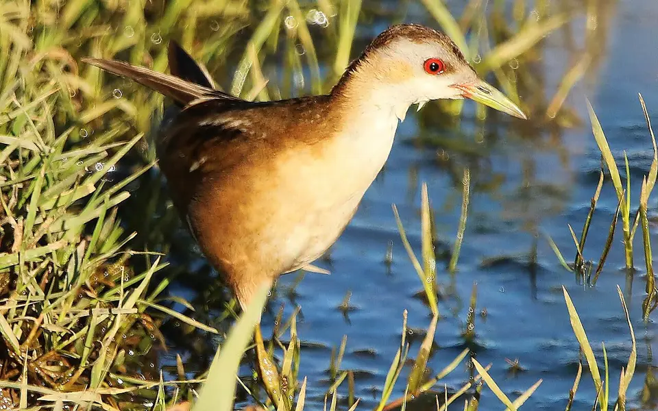 Little crake (Zapornia parva) — photo 4 of 6