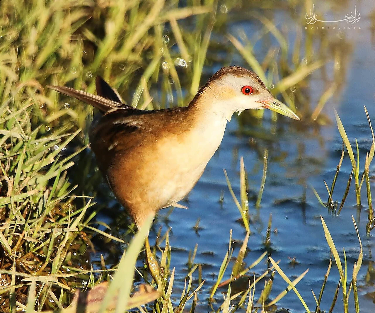 Porzana parva (Zapornia parva) — photo 4 of 6