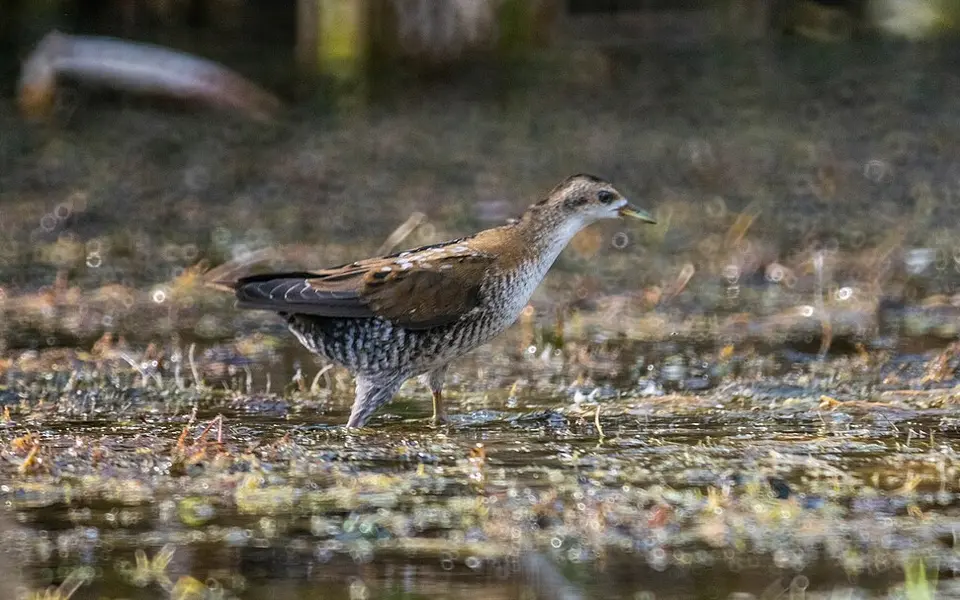 Little crake (Zapornia parva) — photo 5 of 6
