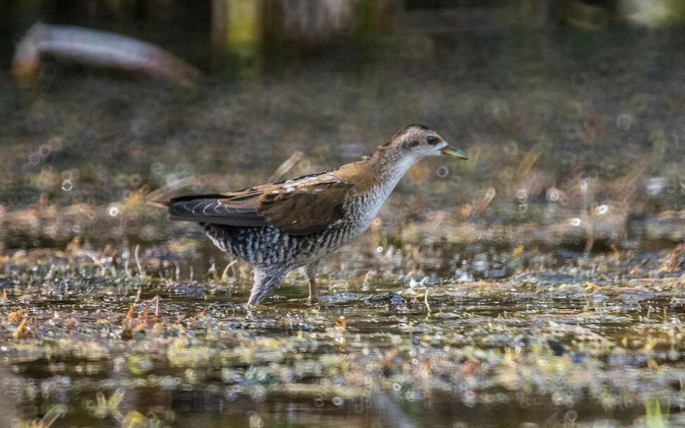 Porzana parva (Zapornia parva) — photo 5 of 6