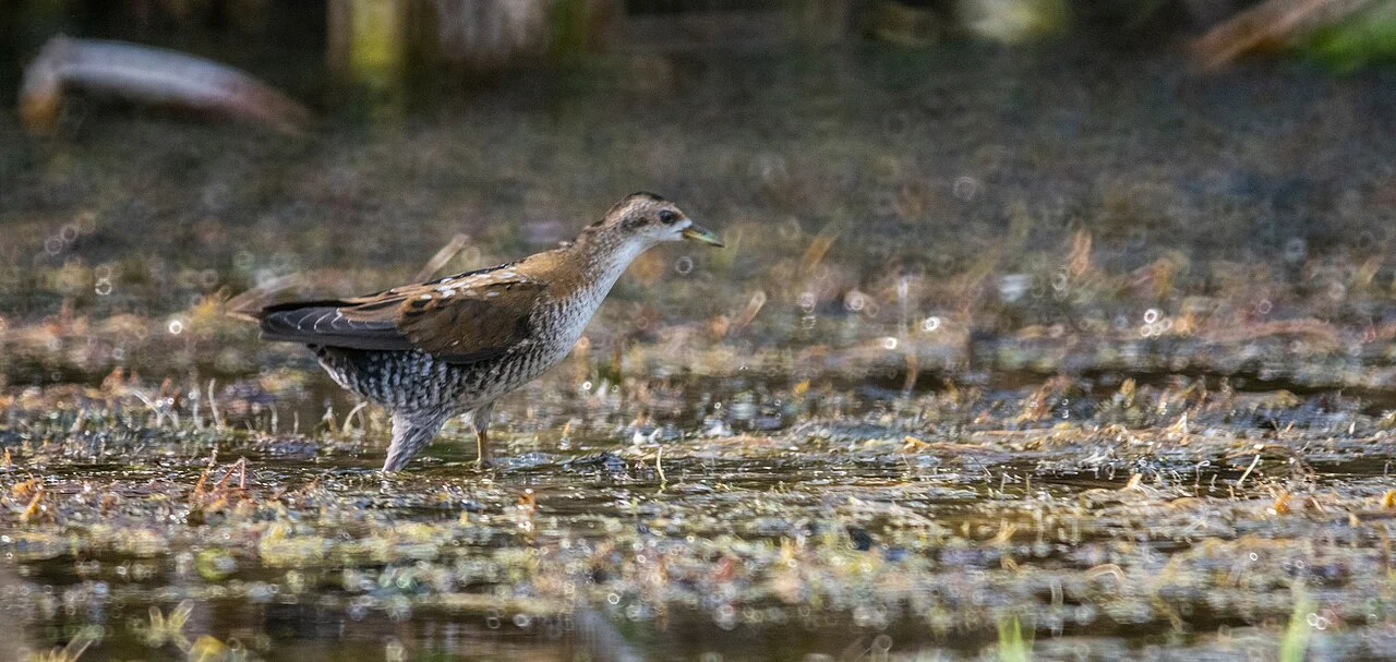 Porzana parva (Zapornia parva) — photo 5 of 6