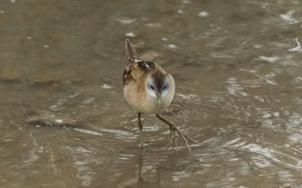Porzana parva (Zapornia parva) — photo 2 of 6