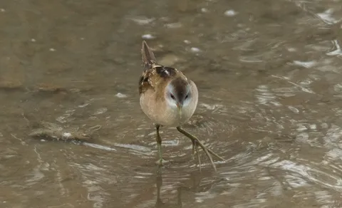 Porzana parva (Zapornia parva) — photo 2 of 6