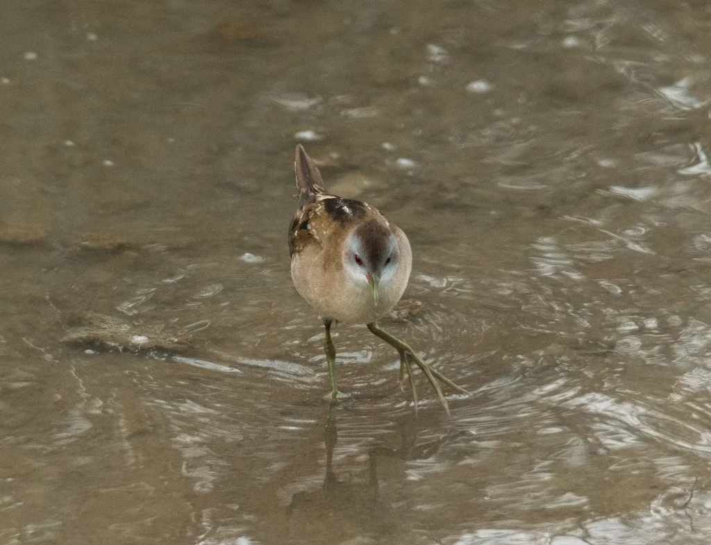 Porzana parva (Zapornia parva) — photo 2 of 6