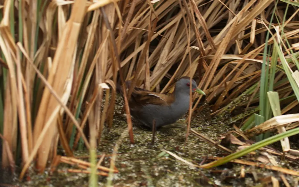 Little crake (Zapornia parva) — photo 3 of 6