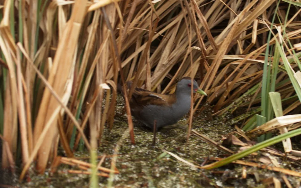 Porzana parva (Zapornia parva) — photo 3 of 6
