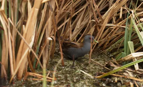 Little crake (Zapornia parva) — photo 3 of 6