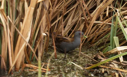 Porzana parva (Zapornia parva) — photo 3 of 6