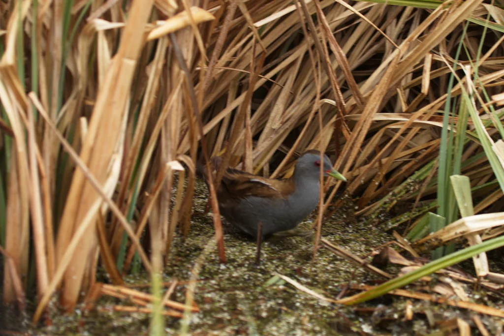 Porzana parva (Zapornia parva) — photo 3 of 6