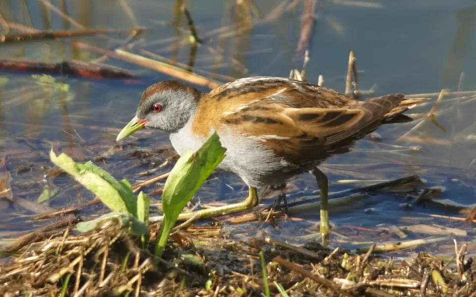 Little crake (Zapornia parva) — photo 6 of 6
