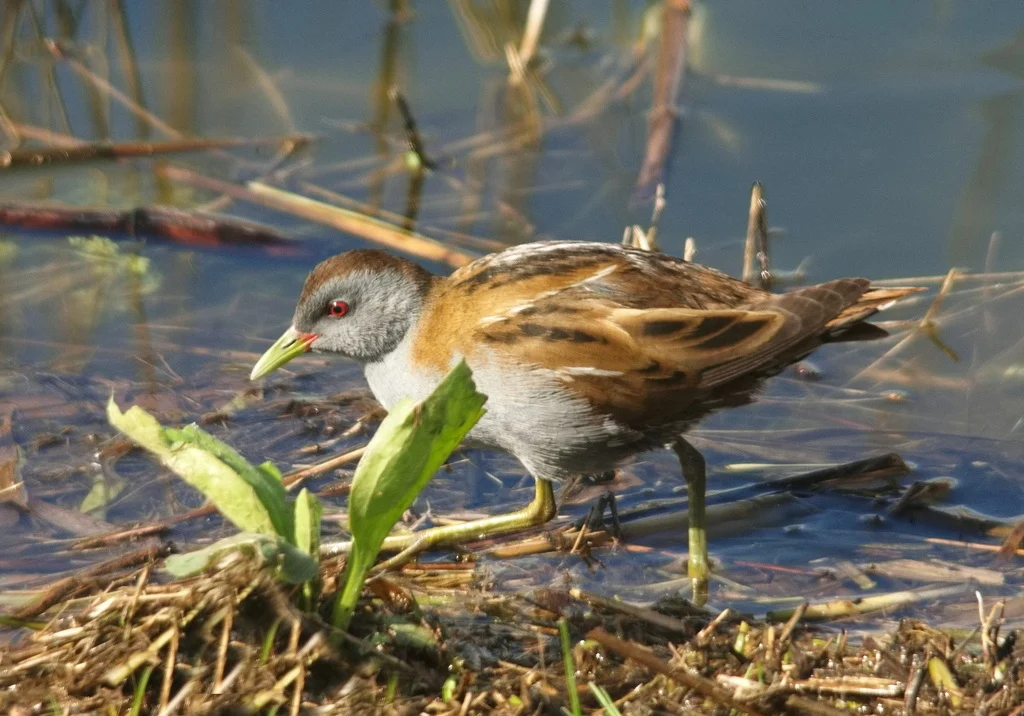 Porzana parva (Zapornia parva) — photo 6 of 6