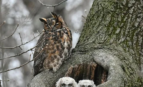 Eurasian Eagle-Owl