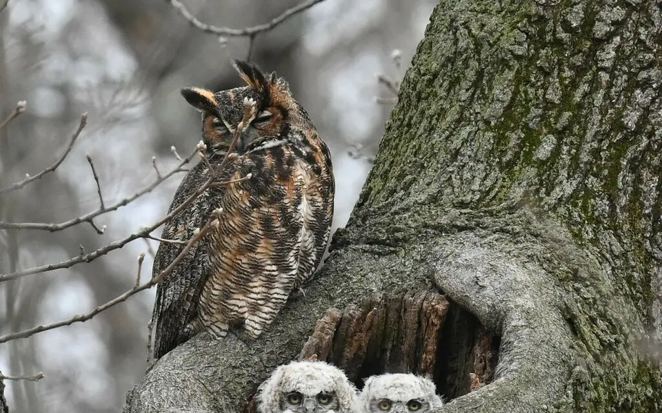 Eurasian Eagle-Owl (Bubo bubo) — photo 4 of 4