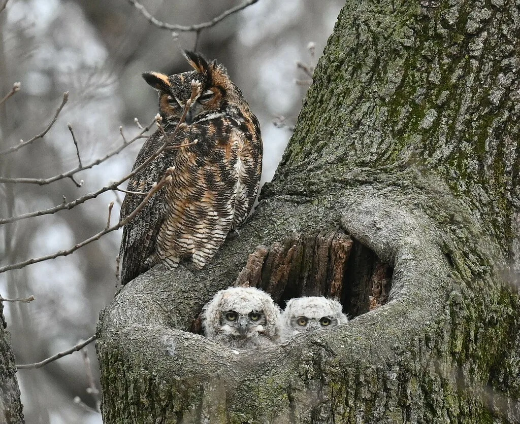 Eurasian Eagle-Owl