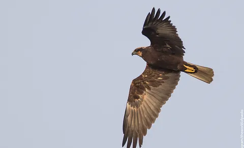 Western Marsh Harrier