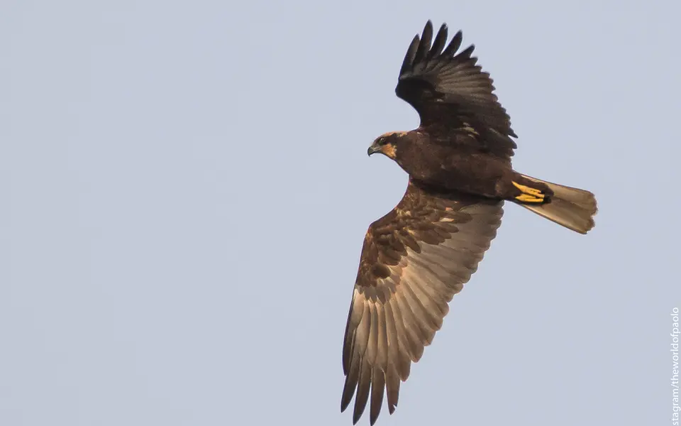 Western Marsh Harrier (Circus aeruginosus) — photo 2 of 5