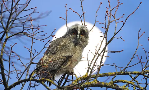 Long-eared Owl