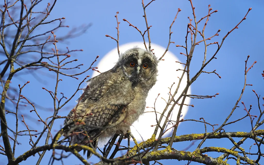 Long-eared Owl