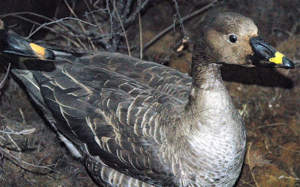 Taiga Bean-Goose (Anser fabalis) — photo 1 of 4