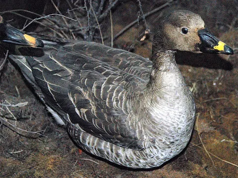 Taiga Bean-Goose
