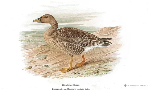 Taiga Bean-Goose (Anser fabalis) — photo 2 of 4