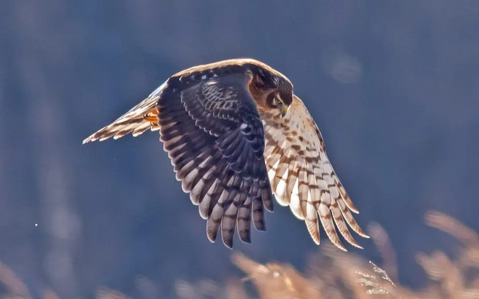 Hen Harrier (Circus cyaneus) — photo 4 of 4