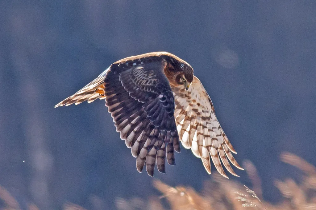 Hen Harrier