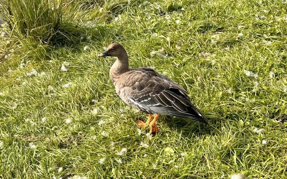 Taiga Bean-Goose (Anser fabalis) — photo 4 of 4