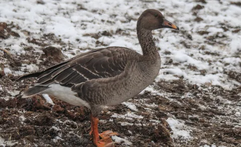Taiga Bean-Goose (Anser fabalis) — photo 3 of 4