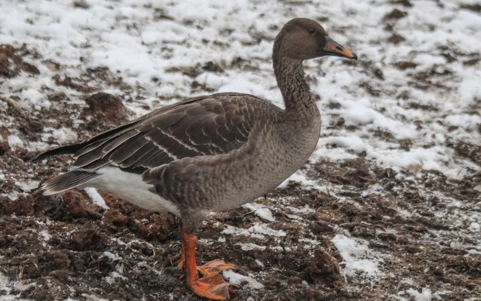 Taiga Bean-Goose (Anser fabalis) — photo 3 of 4