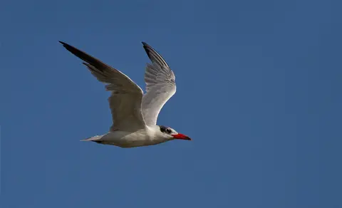 Caspian Tern (Hydroprogne caspia) — photo 3 of 5