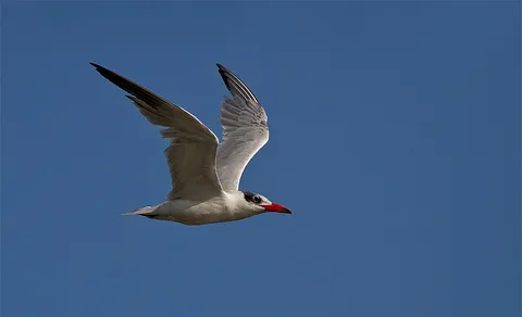 Caspian Tern