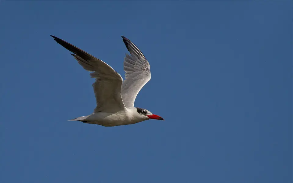 Caspian Tern (Hydroprogne caspia) — photo 3 of 5