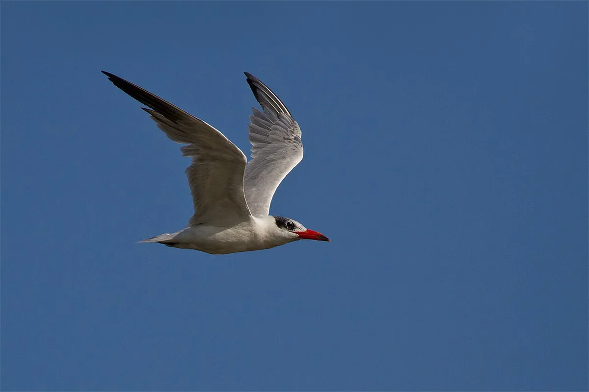 Caspian Tern