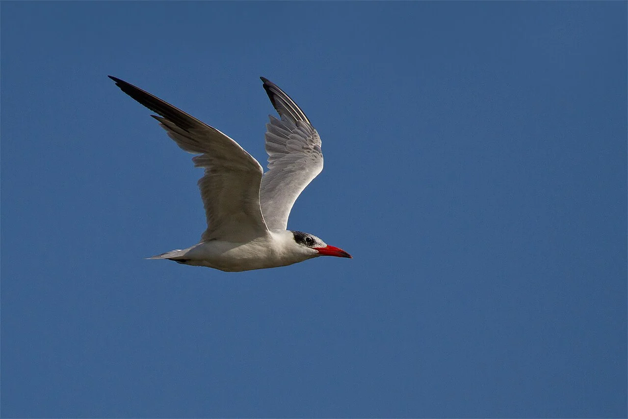 Caspian Tern