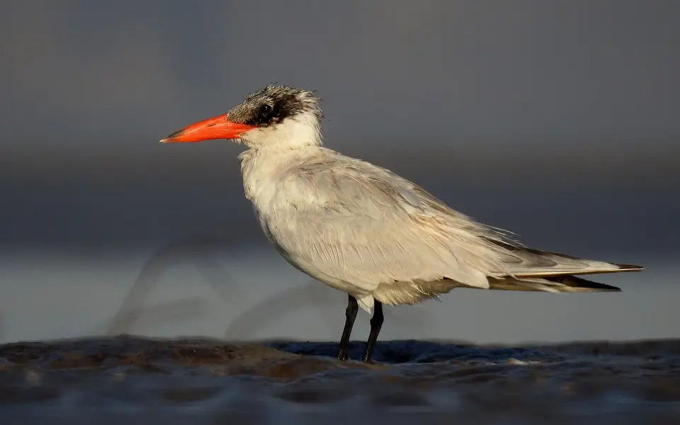 Caspian Tern (Hydroprogne caspia) — photo 4 of 5
