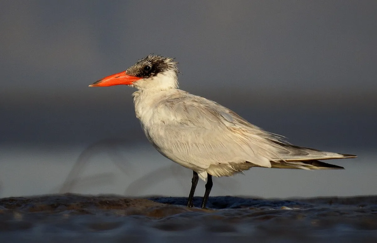 Caspian Tern