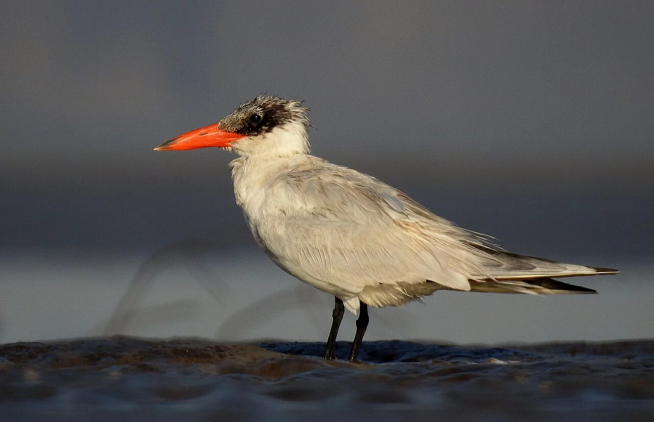 Caspian Tern