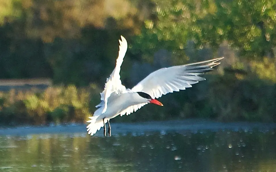 Caspian Tern (Hydroprogne caspia) — photo 2 of 5