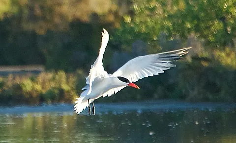 Caspian Tern