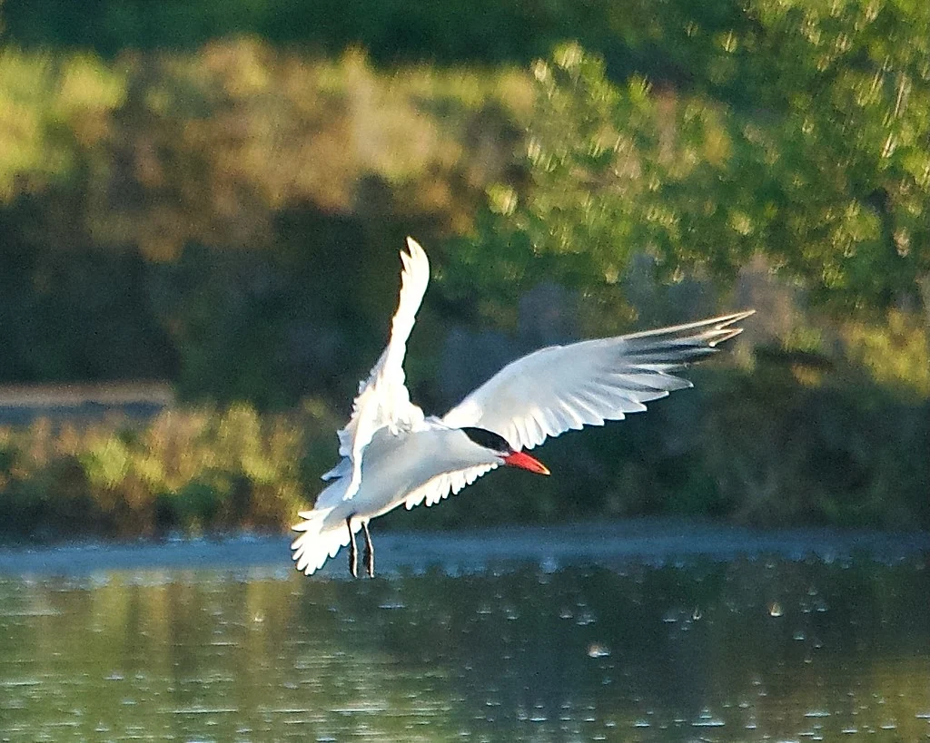 Caspian Tern