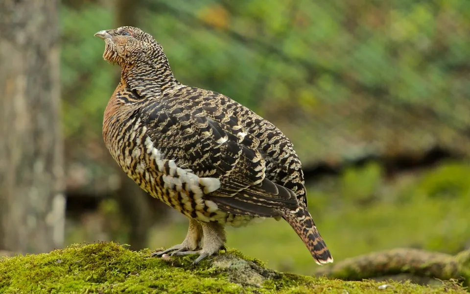 Western Capercaillie (Tetrao urogallus) — photo 2 of 4