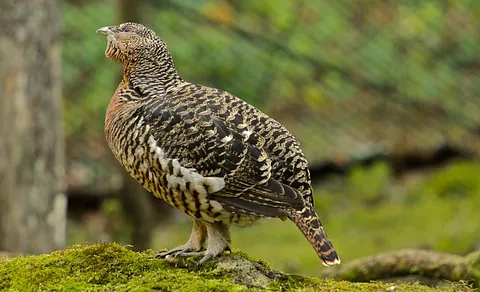 Western Capercaillie